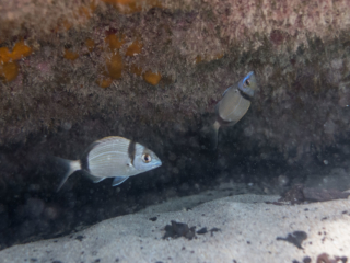 TJDomsalla_0025_SONY-DSC-RX100M5_20170613_0025025_8.8 mm_ISO 640_1-1250 Sek. bei f - 1,8.jpg TJDomsalla_0025_SONY-DSC-RX100M5_20170613_0025025_8.8 mm_ISO 640_1-1250 Sek. bei f - 1,8.jpg