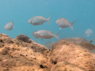 TJDomsalla_0028_SONY-DSC-RX100M5_20170613_0028028_8.8 mm_ISO 640_1-1250 Sek. bei f - 9,0.jpg TJDomsalla_0028_SONY-DSC-RX100M5_20170613_0028028_8.8 mm_ISO 640_1-1250 Sek. bei f - 9,0.jpg