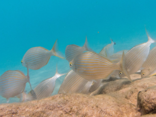 TJDomsalla_0029_SONY-DSC-RX100M5_20170613_0029029_8.8 mm_ISO 640_1-1250 Sek. bei f - 9,0.jpg TJDomsalla_0029_SONY-DSC-RX100M5_20170613_0029029_8.8 mm_ISO 640_1-1250 Sek. bei f - 9,0.jpg