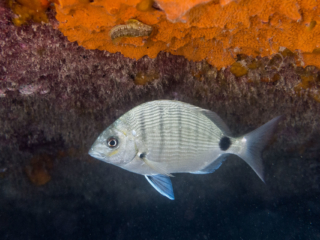 TJDomsalla_0037_SONY-DSC-RX100M5_20170614_0037037_8.8 mm_ISO 640_1-1600 Sek. bei f - 2,0.jpg TJDomsalla_0037_SONY-DSC-RX100M5_20170614_0037037_8.8 mm_ISO 640_1-1600 Sek. bei f - 2,0.jpg