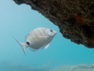 TJDomsalla_0038_SONY-DSC-RX100M5_20170614_0038038_8.8 mm_ISO 640_1-1250 Sek. bei f - 6,3.jpg TJDomsalla_0038_SONY-DSC-RX100M5_20170614_0038038_8.8 mm_ISO 640_1-1250 Sek. bei f - 6,3.jpg