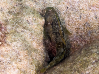 TJDomsalla_0040_SONY-DSC-RX100M5_20170615_0040040_8.8 mm_ISO 400_1-1250 Sek. bei f - 3,5.jpg TJDomsalla_0040_SONY-DSC-RX100M5_20170615_0040040_8.8 mm_ISO 400_1-1250 Sek. bei f - 3,5.jpg