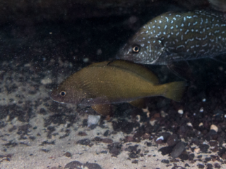 TJDomsalla_0048_SONY-DSC-RX100M5_20170615_0048048_8.8 mm_ISO 400_1-1250 Sek. bei f - 1,8.jpg TJDomsalla_0048_SONY-DSC-RX100M5_20170615_0048048_8.8 mm_ISO 400_1-1250 Sek. bei f - 1,8.jpg