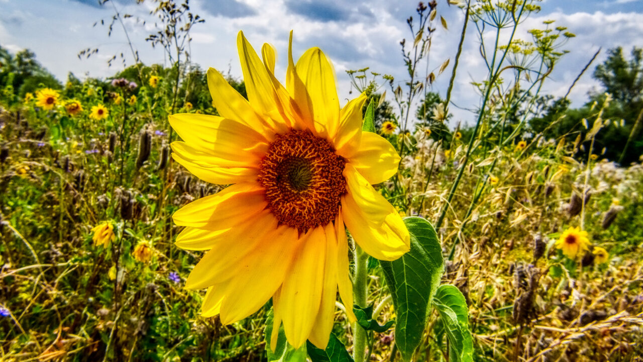 DSC06447_AuroraHDR2019-edit.jpg DSC06447_AuroraHDR2019-edit.jpg