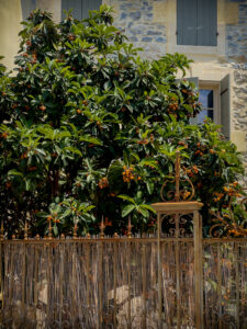 i20230522-135743-387-3024 x 4032-IMG_2005.jpg