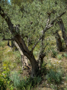 i20230522-145720-398-3024 x 4032-IMG_2012.jpg