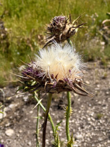 i20230527-112002-1283-3024 x 4032-IMG_2519.jpg