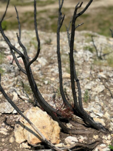 i20230527-112616-1302-3024 x 4032-IMG_2528.jpg