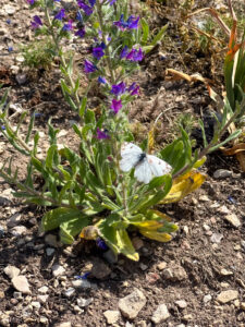 i20230527-112851-1303-3024 x 4032-IMG_2536.jpg