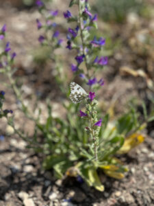 i20230527-112854-1308-3024 x 4032-IMG_2539.jpg