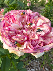 i20230527-192939-1468-3024 x 4032-IMG_2620.jpg