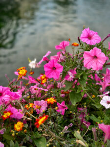 i20230527-204154-1548-3024 x 4032-IMG_2660.jpg