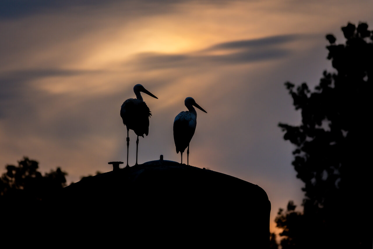 Jungstörche im Gegenlicht