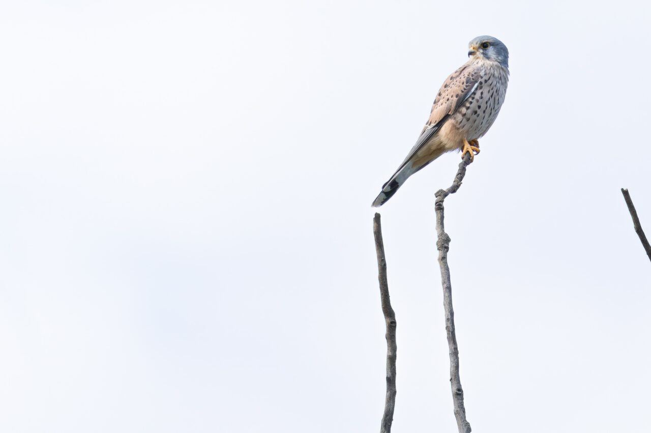 Turmfalke auf Posten