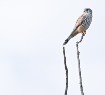 Turmfalke auf Posten