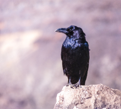 Kolkrabe im Death Valley