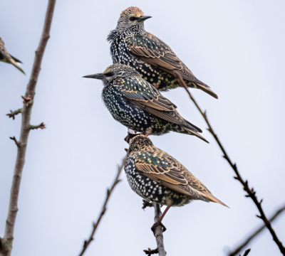 Jungstare vor dem Zug in den S&uuml;den