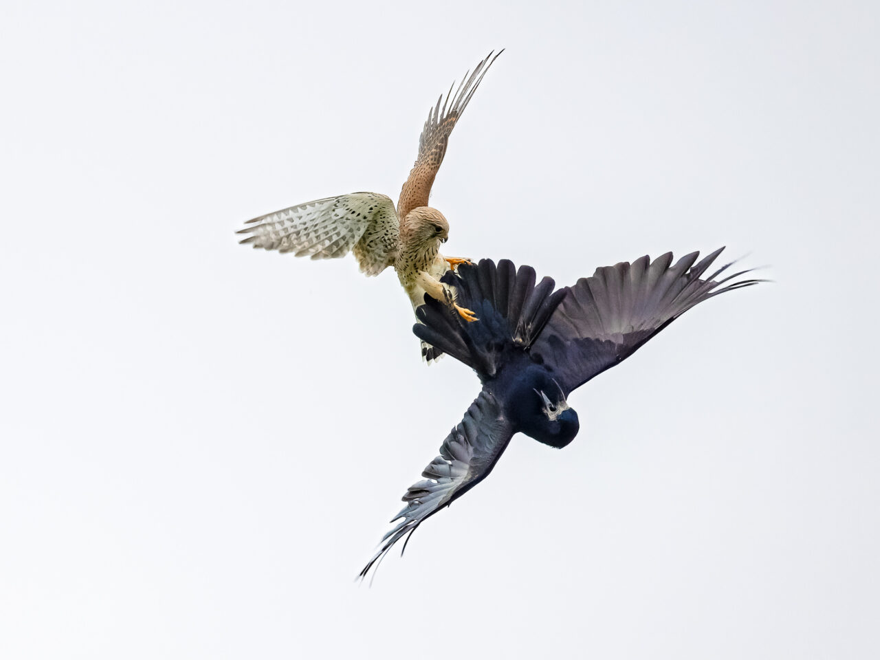 Kabbelei zwischen Turmfalke und Krähe