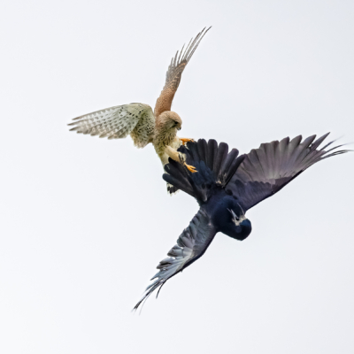 Kabbelei zwischen Turmfalke und Krähe