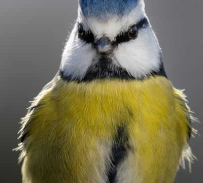 Blaumeisen&ndash;Punker