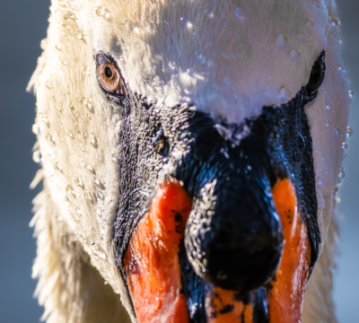 Schau' mir in die Augen, Schwan!