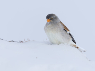Gemmi Januar 2026 - Schneesperlinge und Alpenbraunellen blank