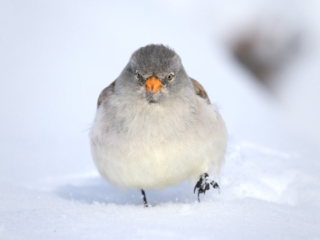 Gemmi Januar 2026 - Schneesperlinge und Alpenbraunellen blank