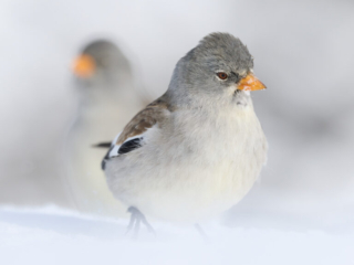 Gemmi Januar 2026 - Schneesperlinge und Alpenbraunellen blank