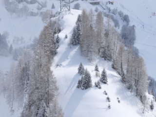 Gemmi Januar 2026 - Schneesperlinge und Alpenbraunellen blank