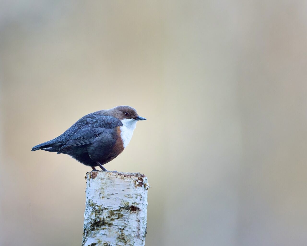 Wasseramsel im Bayrischen Wald
