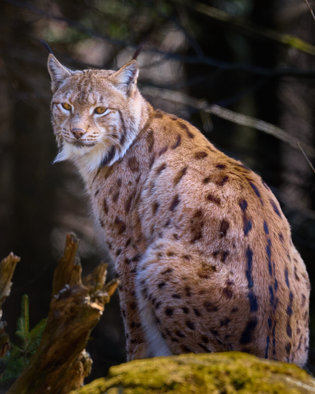 Luchs