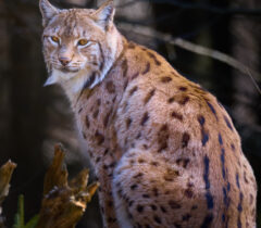 Luchs