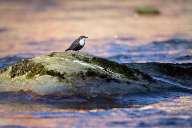 Wasseramsel im Bayrischen Wald
