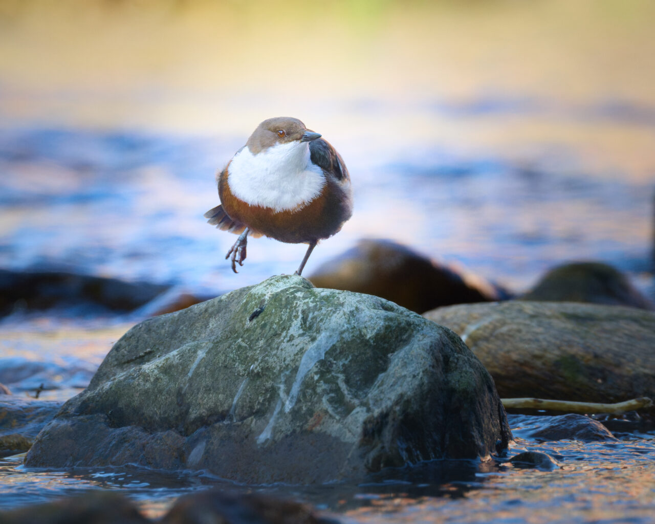 Wasseramsel im Bayrischen Wald