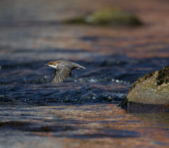 Wasseramsel im Bayrischen Wald