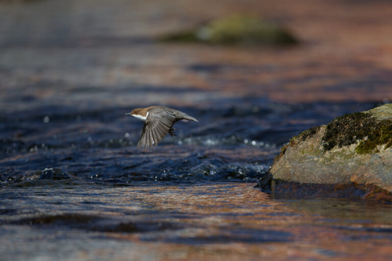 Wasseramsel im Bayrischen Wald