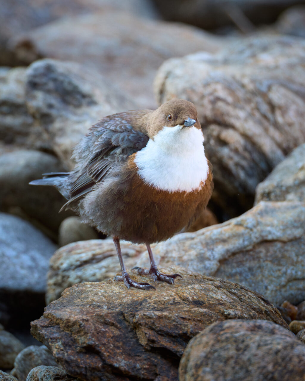 Wasseramsel im Bayrischen Wald