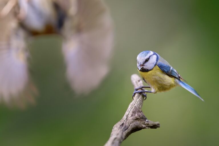 Angriff des Killer&ndash;Rotkehlchens