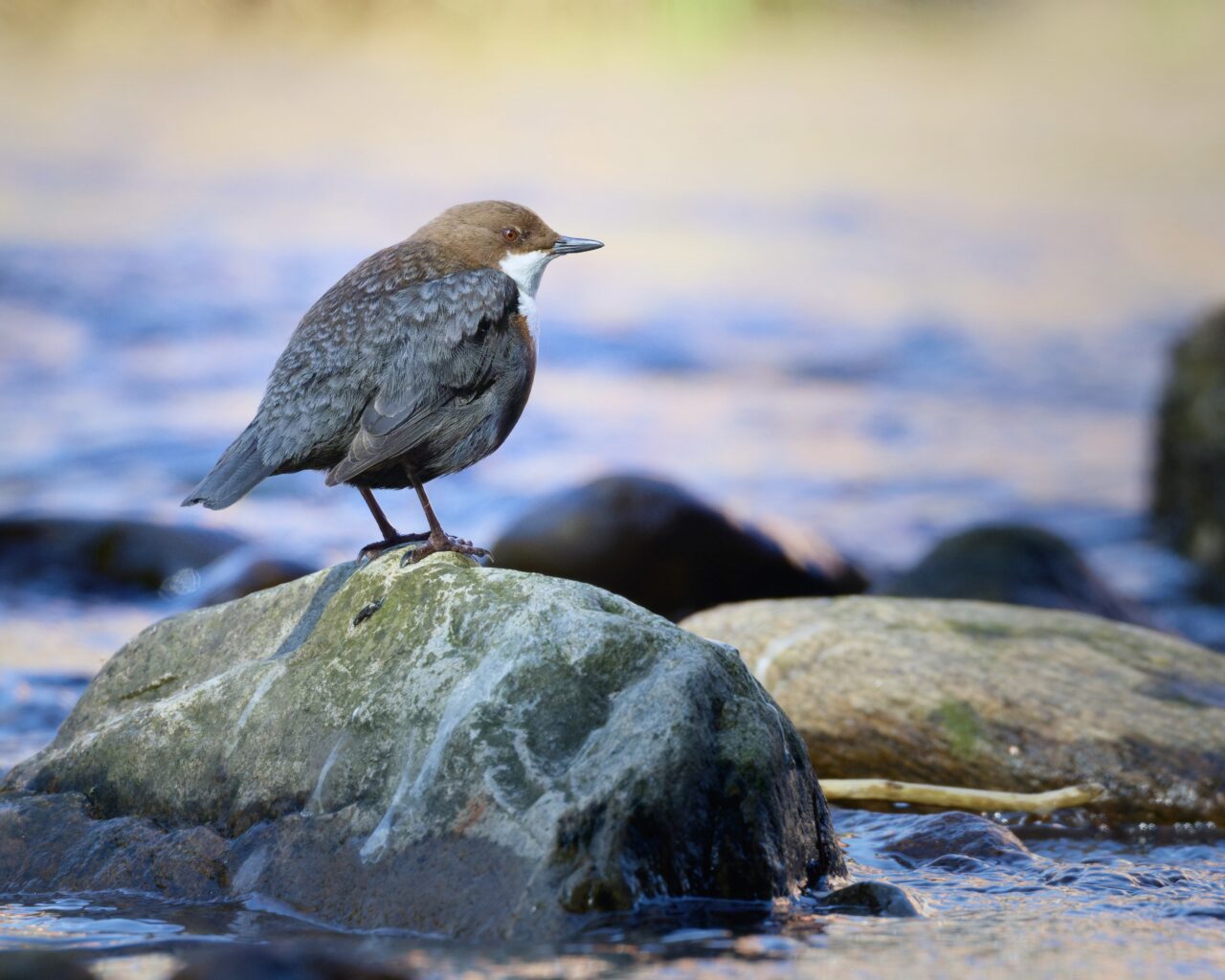Wasseramsel im Bayrischen Wald