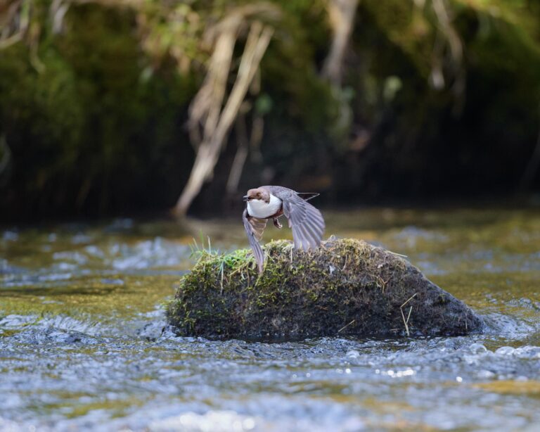 Wasseramsel im Bayrischen Wald