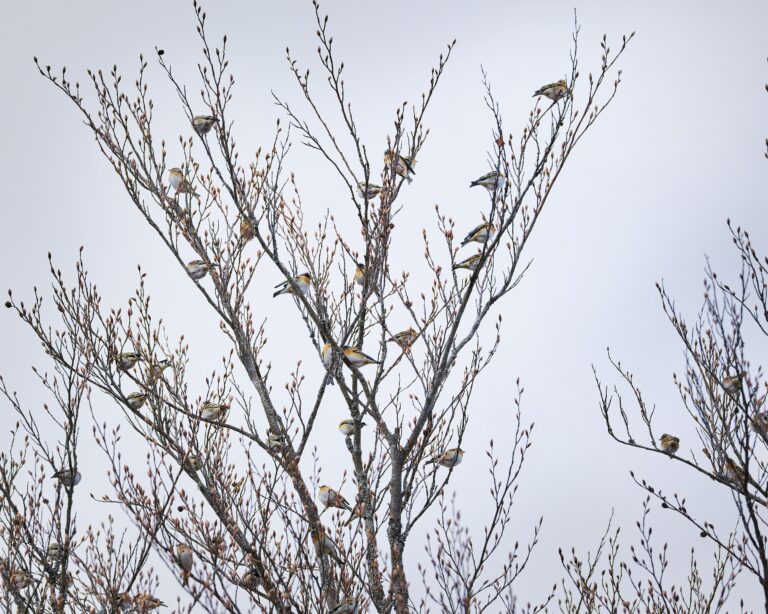 Bergfinken Durchziehende Bergfinken