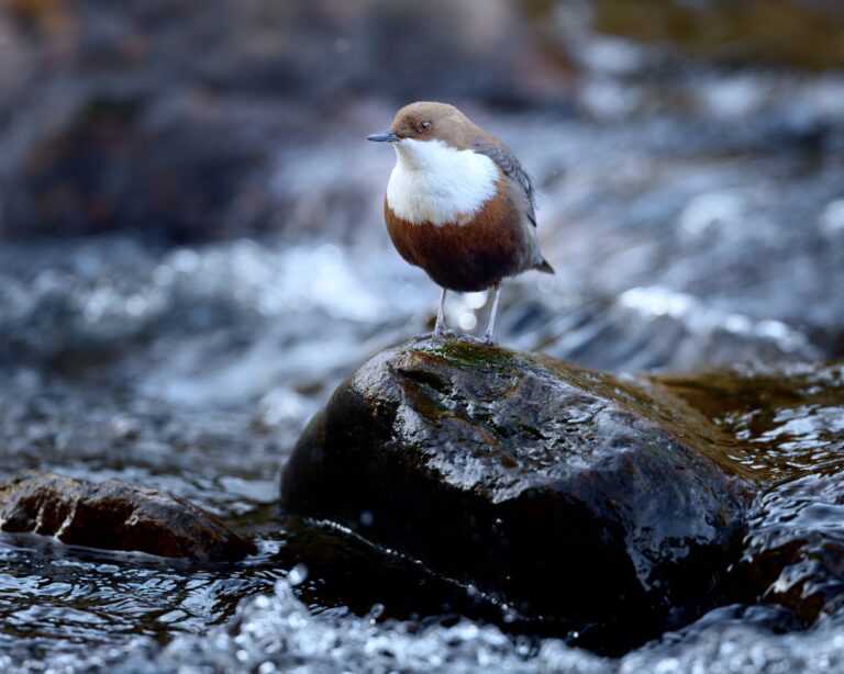 Wasseramsel im Bayrischen Wald