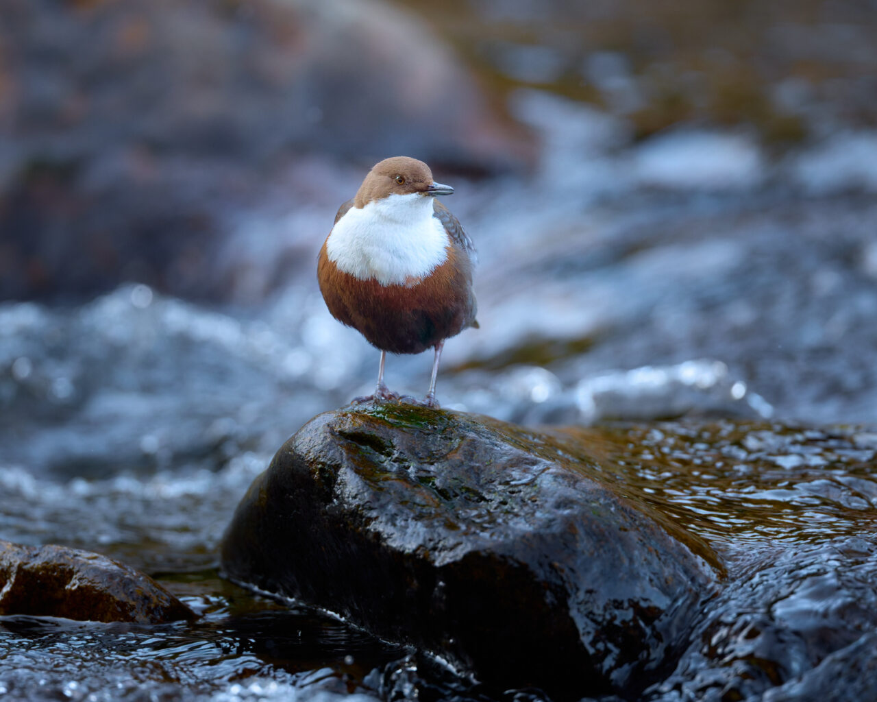 Wasseramsel im Bayrischen Wald
