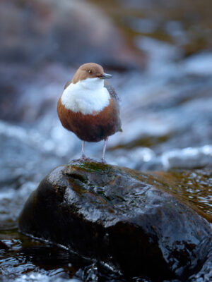 Wasseramsel im Bayrischen Wald