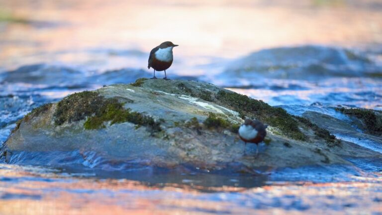 Wasseramsel im Bayrischen Wald
