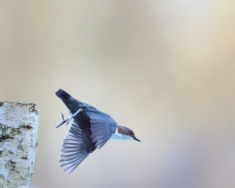 Wasseramsel im Bayrischen Wald