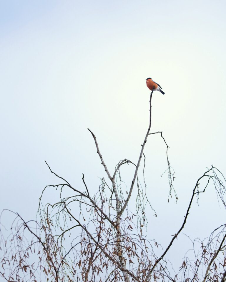 Gimpel Gimpel oder Europäischer Dompfaff