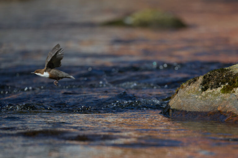 Wasseramsel im Bayrischen Wald