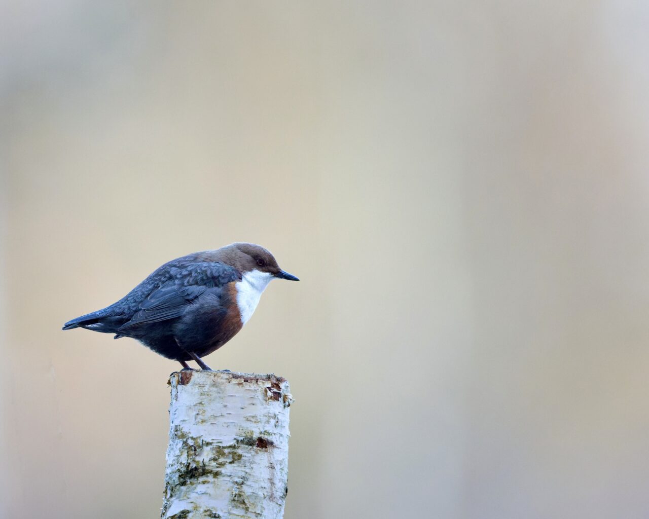 Wasseramsel im Bayrischen Wald