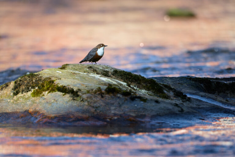 Wasseramsel wartet auf sein Weibchen